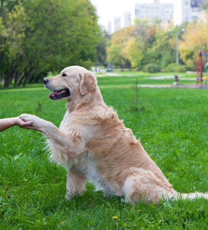 Friendly dog