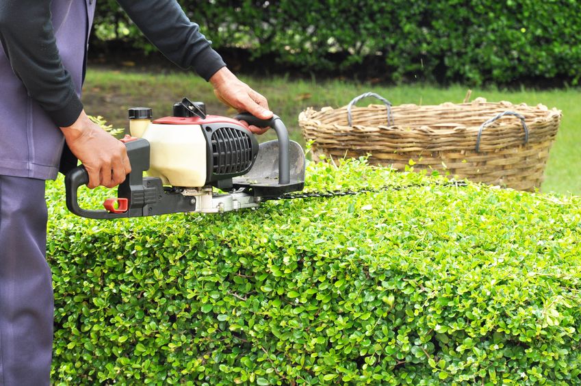 Trimming Hedges