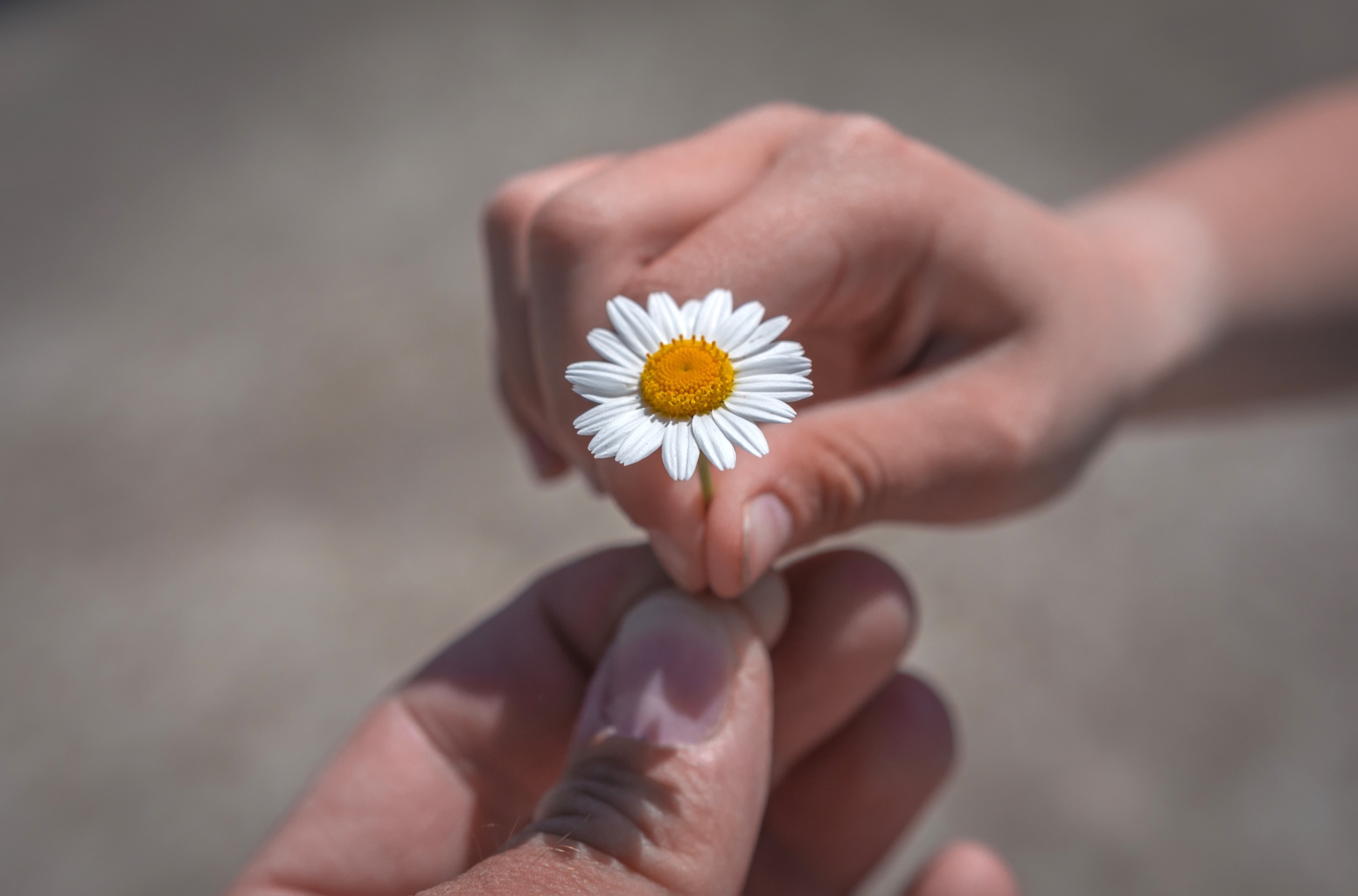 A Flower for Someone Special