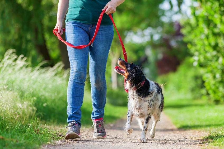 Woman Walking a Dog